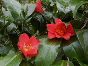 ユキツバキ20120522